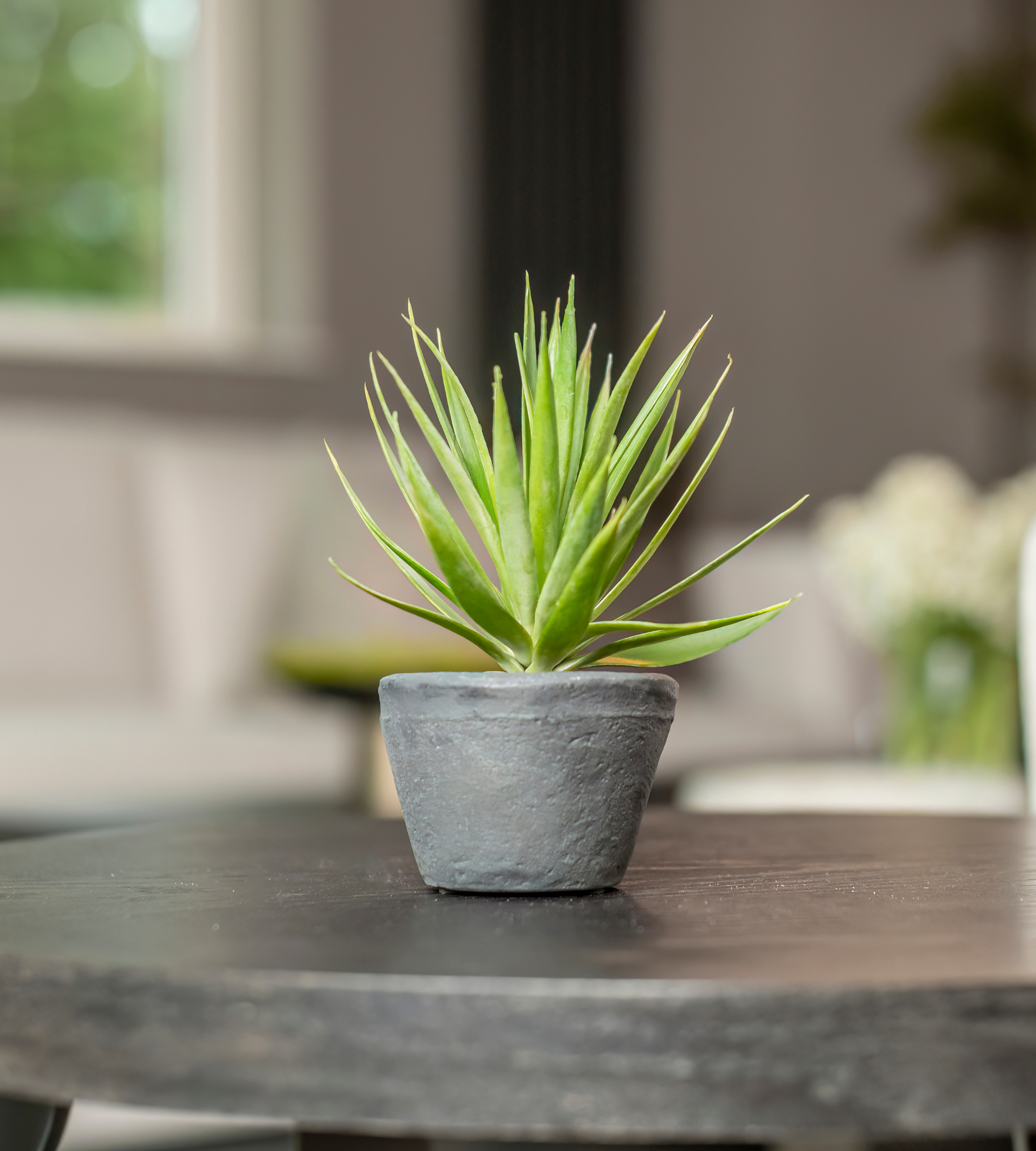 Green Spikey Airplant in Dark Grey Cement Pot