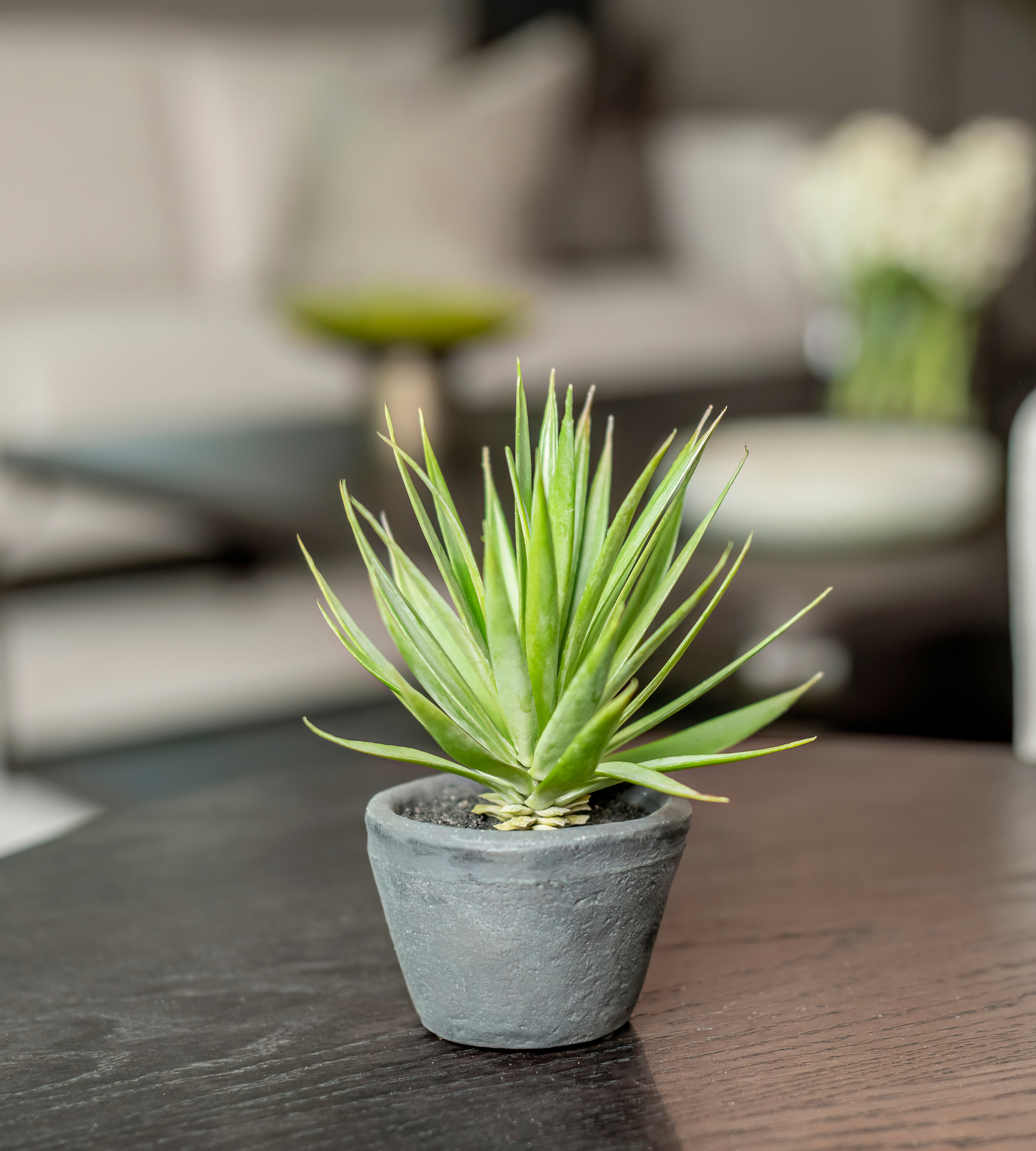 Green Spikey Airplant in Dark Grey Cement Pot