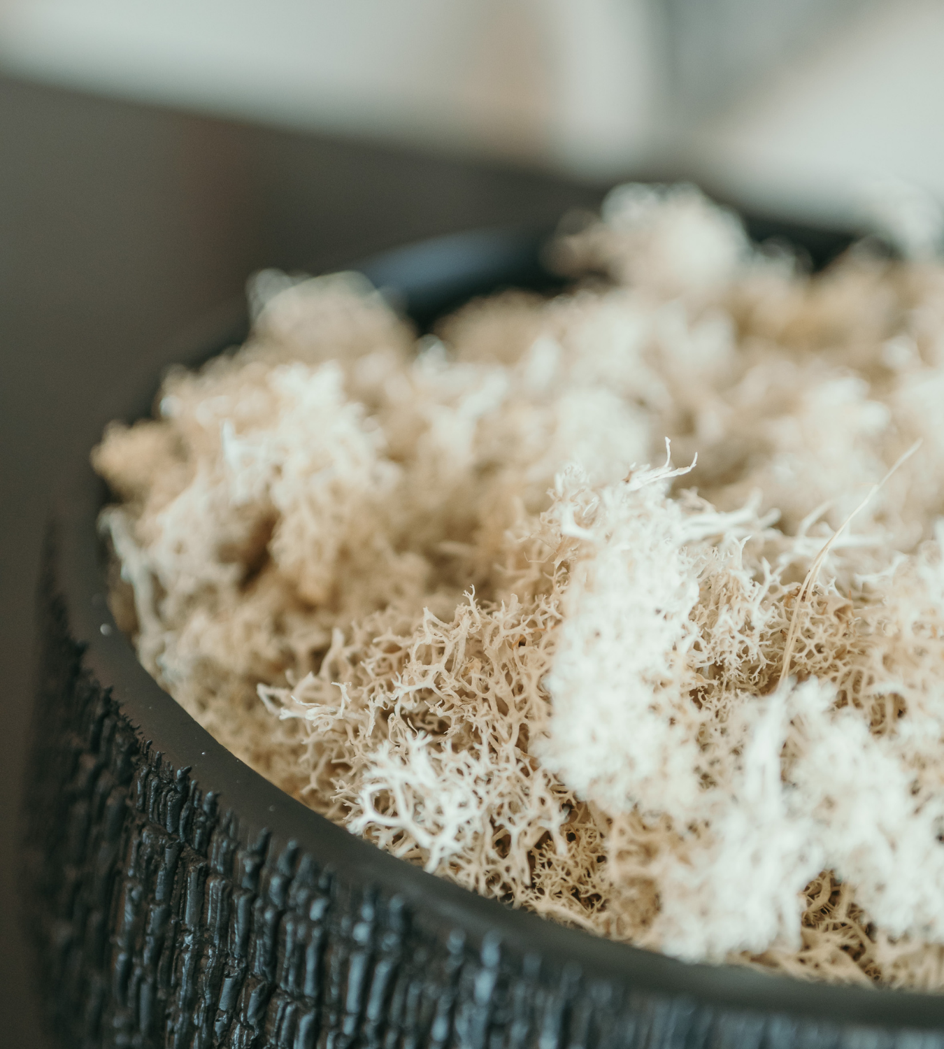 Bag Of Real White Moss