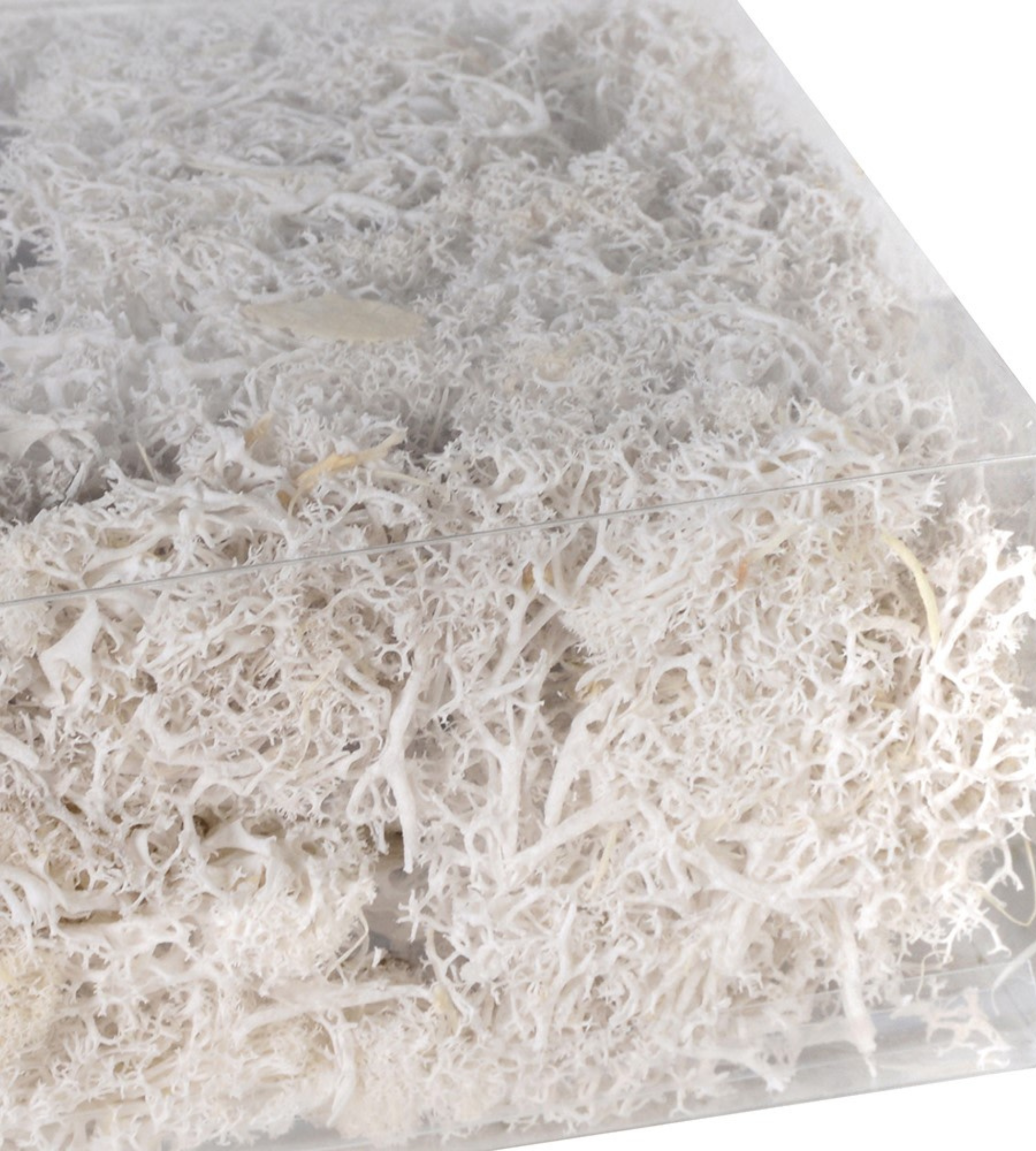 Bag Of Real White Moss