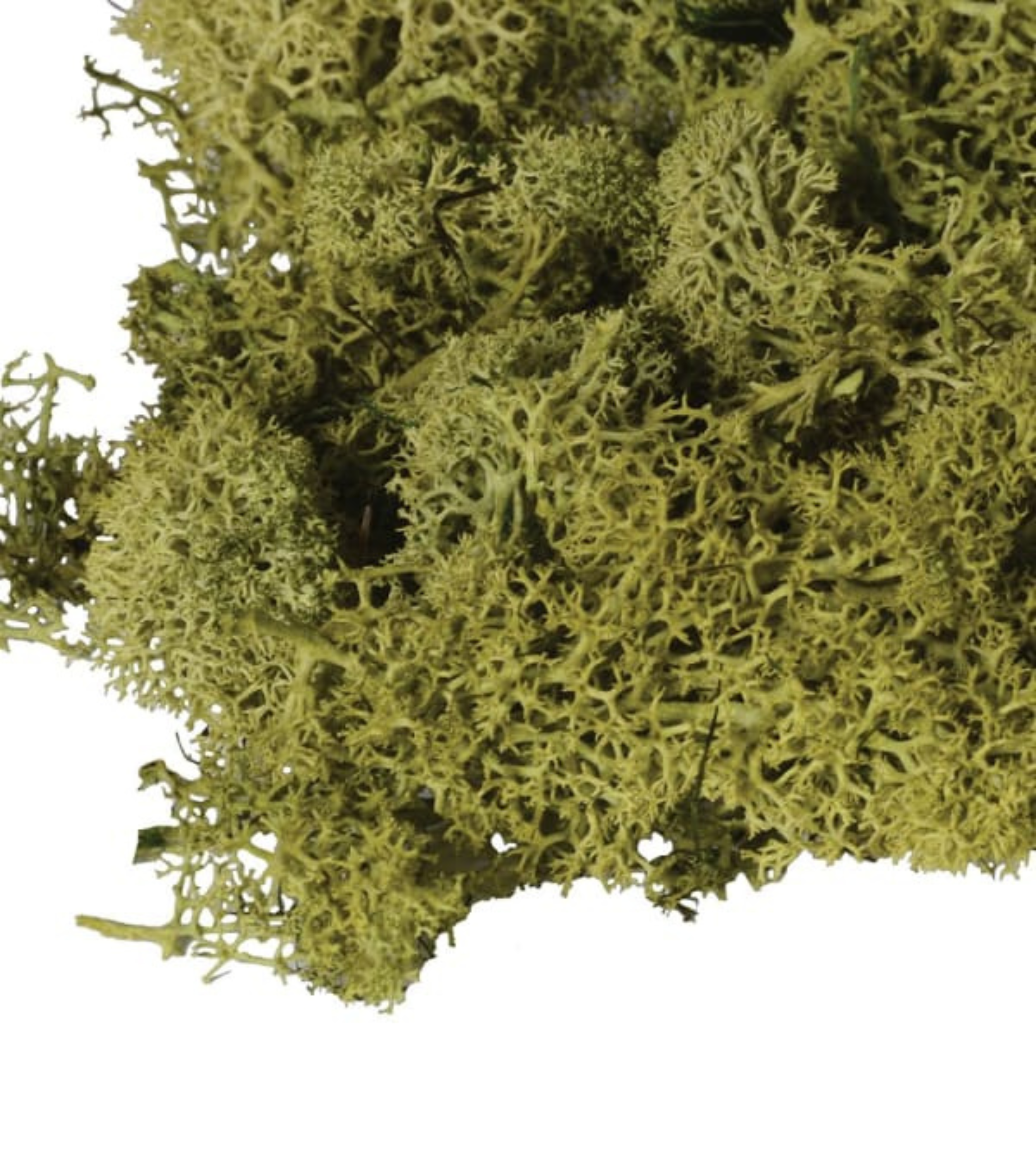 Bag Of Real Green Moss