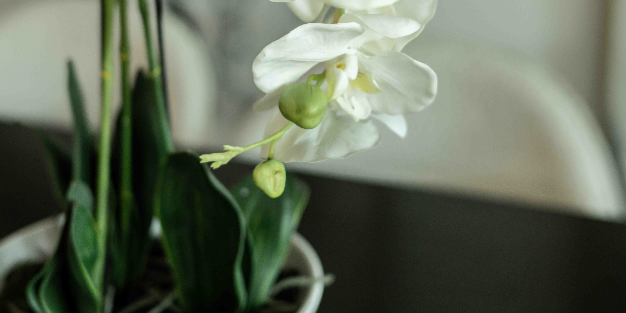 Orchids & Plants
