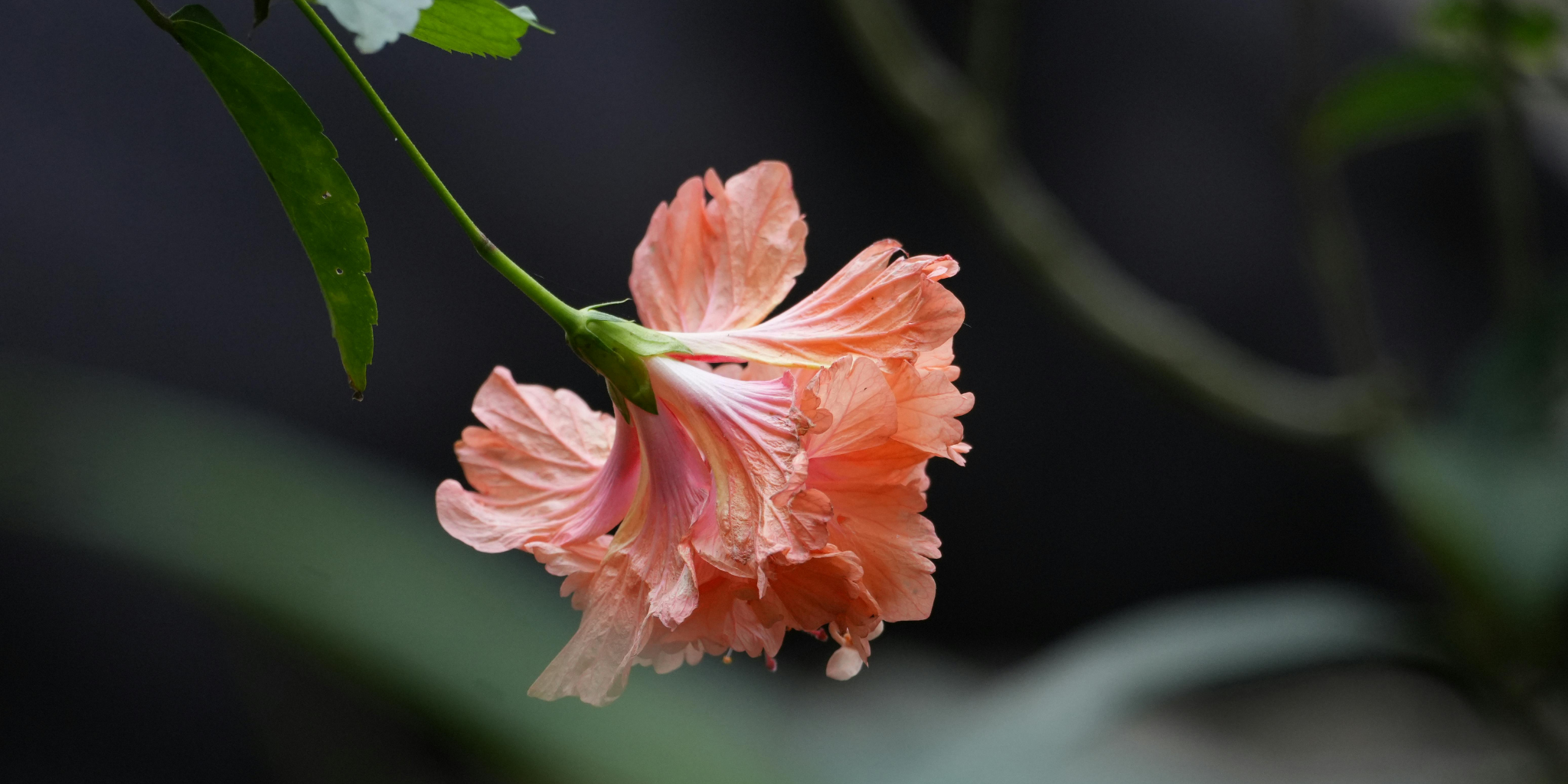 Floral