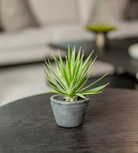 Green Spikey Airplant in Dark Grey Cement Pot