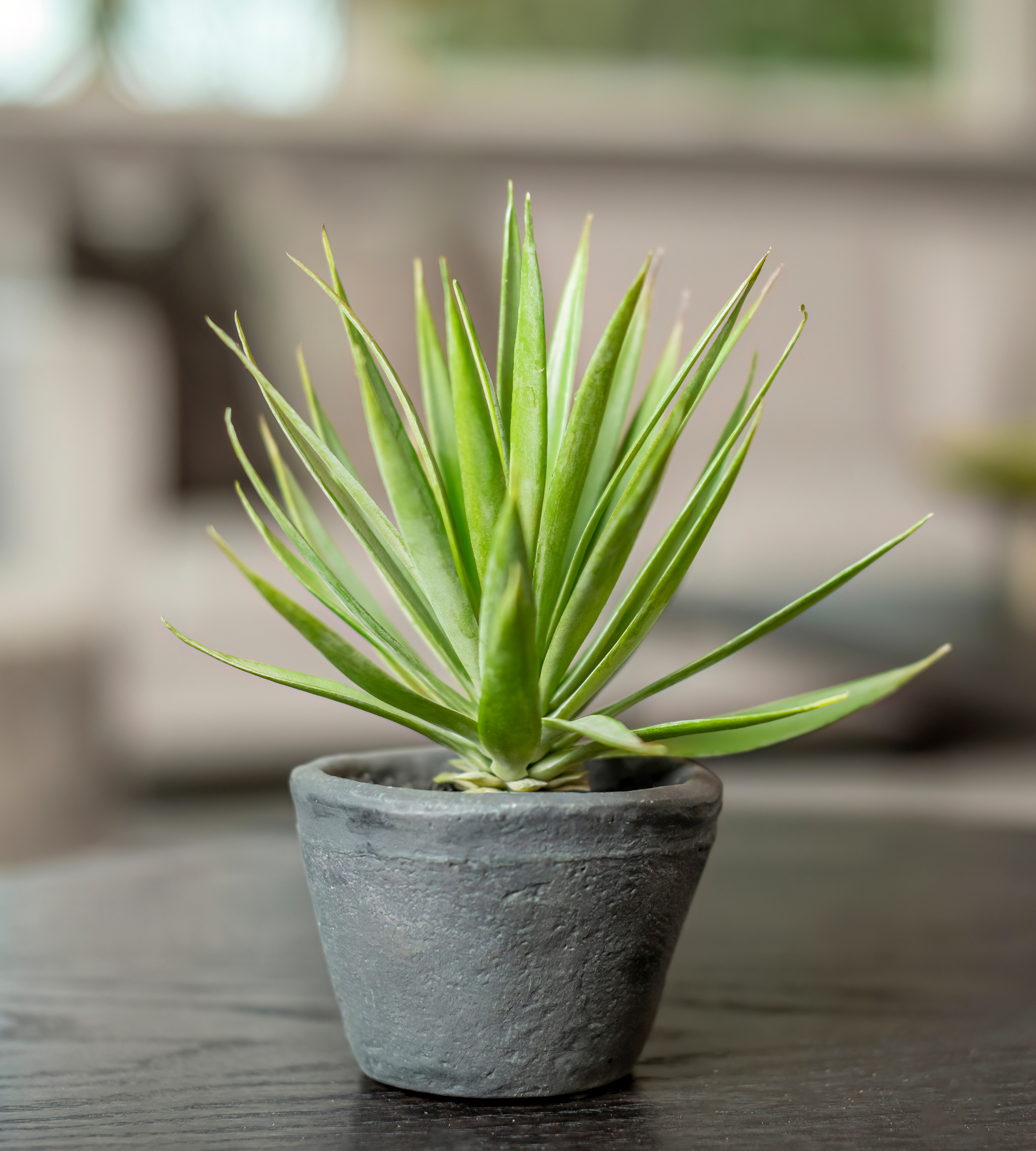 Green Spikey Airplant in Dark Grey Cement Pot