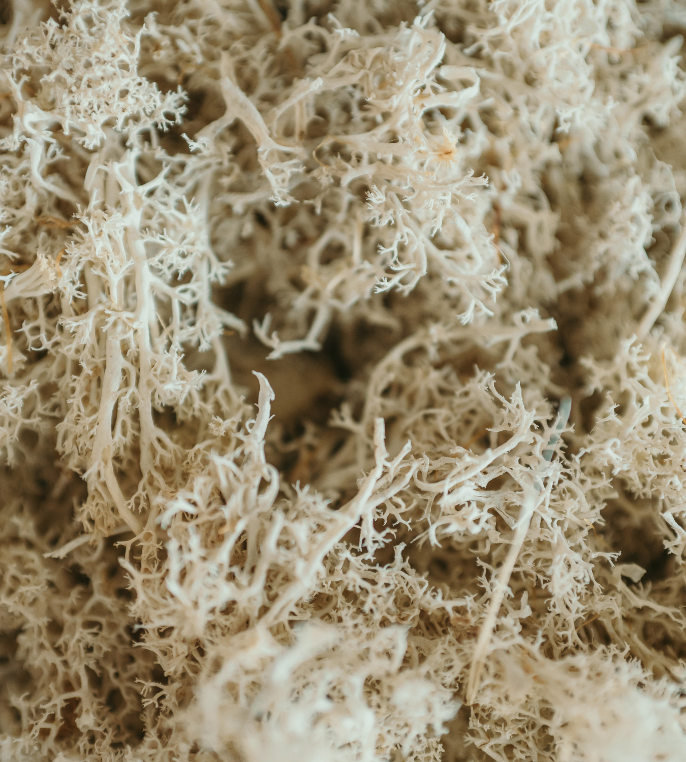 Bag Of Real White Moss