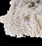 Bag Of Real White Moss