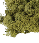 Bag Of Real Green Moss