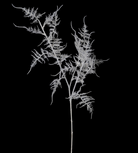 Ghost White Asparagus Fern Spray | Chloe Jade Home | Artificial Floral Stems