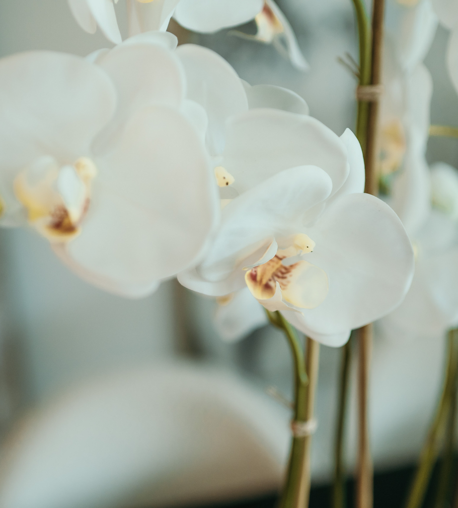 White Orchid Phalaenopsis Plants in White and Cream Glazed Bowl