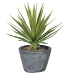 Green Spikey Airplant in Dark Grey Cement Pot