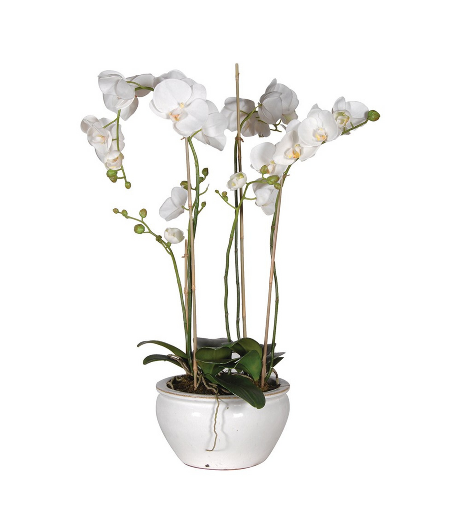 White Orchid Phalaenopsis Plants in White and Cream Glazed Bowl