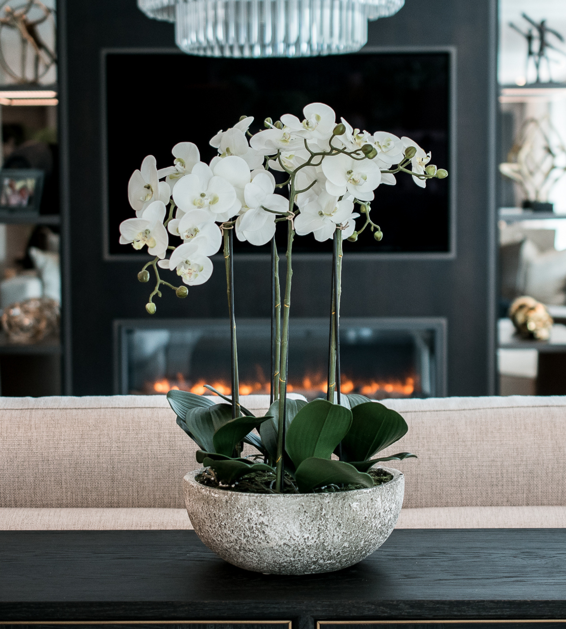 Large White Orchid Phalaenopsis Plants with Bowl