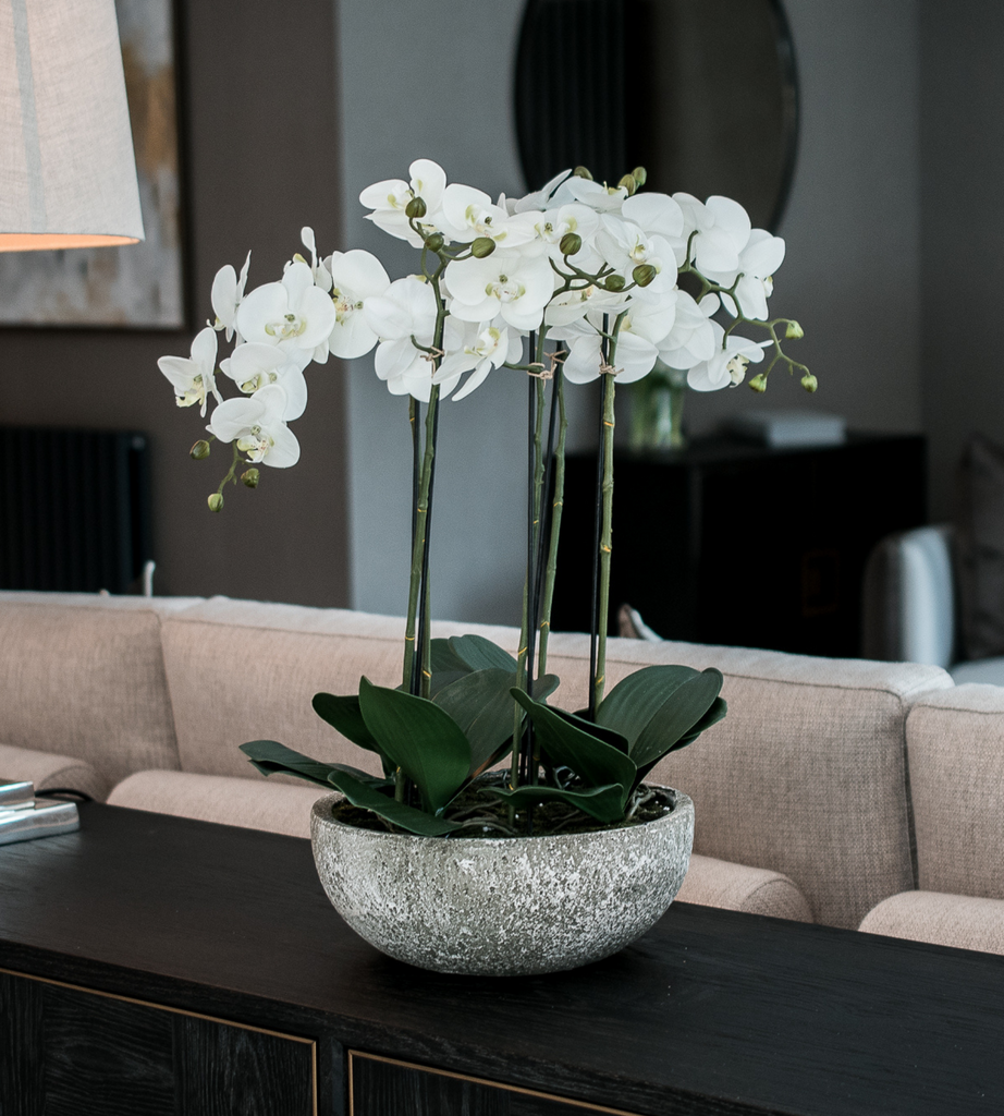 Large White Orchid Phalaenopsis Plants with Bowl
