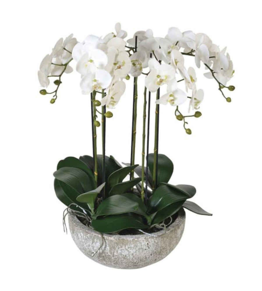 Large White Orchid Phalaenopsis Plants with Bowl